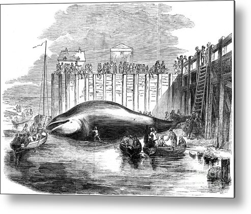 Thurrock Metal Print featuring the drawing Whale Captured In The Thames, Grays by Print Collector