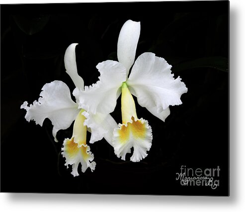 Nature Metal Print featuring the photograph White Orchid Duo by Mariarosa Rockefeller