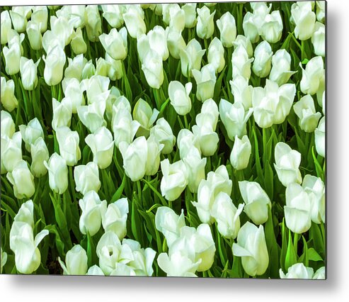 White Tulips On Green Metal Print featuring the photograph White Tulips on Green by Bonnie Follett