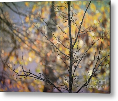 Autumn Light Metal Print featuring the photograph Autumn Light #2 by Kerri Farley