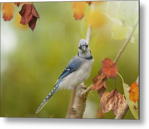 Blue Jay Metal Print featuring the photograph Blue Jay #1 by Kay Jantzi