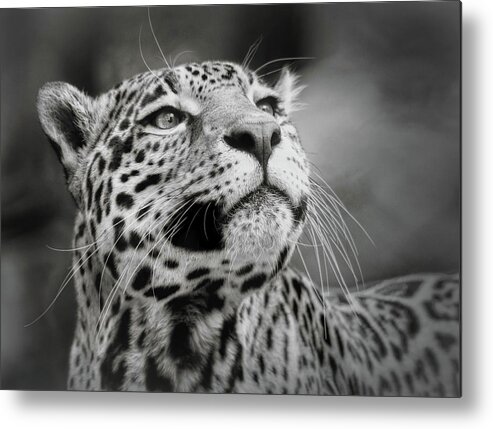 Jaguar Metal Print featuring the photograph Looking Onward #2 by Elaine Malott