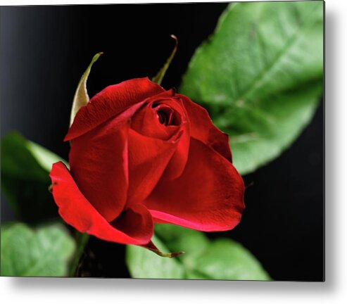 Red Rose Metal Print featuring the photograph Red Rose #1 by Jeff Townsend