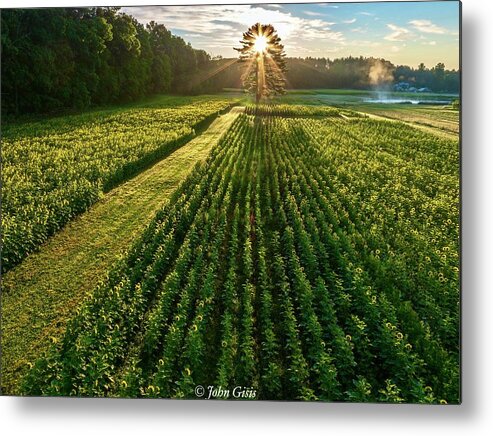  Metal Print featuring the photograph Sunflower Sunrise #1 by John Gisis