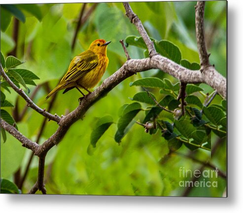 Warbler Metal Print featuring the photograph A Galapagos Yellow Warbler by L Bosco