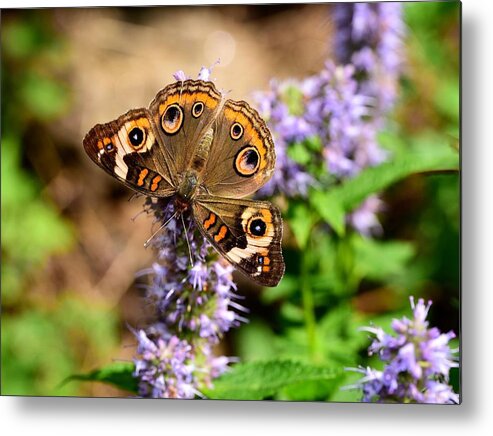 Buckeye Butterfly Metal Print featuring the photograph A not-so-common Buckeye by Lynn Hunt
