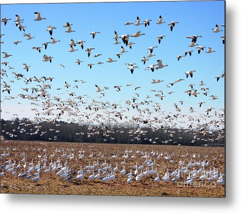 Snow Geese Metal Print featuring the photograph A Winters Day by Scott Cameron