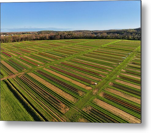 Tulip Metal Print featuring the photograph Aerial Tulips Farm NJ by Susan Candelario