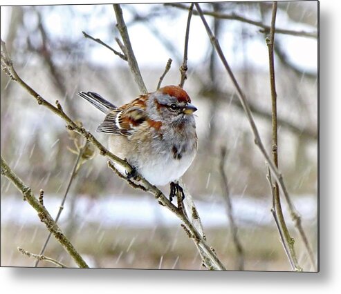 American Tree Sparrow Metal Print featuring the photograph American Tree Sparrow in Snowfall by Lyuba Filatova