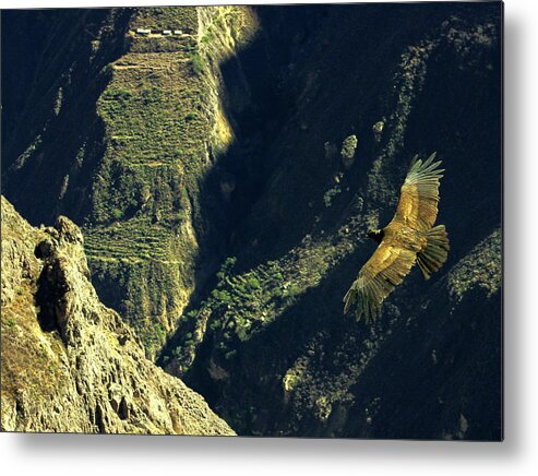Andean Condor Over Colca Canyon Metal Print featuring the photograph Andean Condor Over Colca Canyon by Gene Taylor