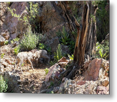 Bighorn Sheep Metal Print featuring the photograph Baby Bighorns Dueling by Steven Krull