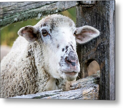 Sheep Metal Print featuring the photograph Bah Bah White Sheep by Melinda Dreyer