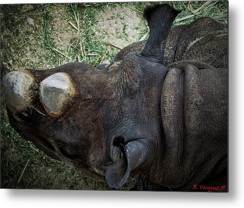 Rhinos Metal Print featuring the photograph Black Rhino by Rene Vasquez