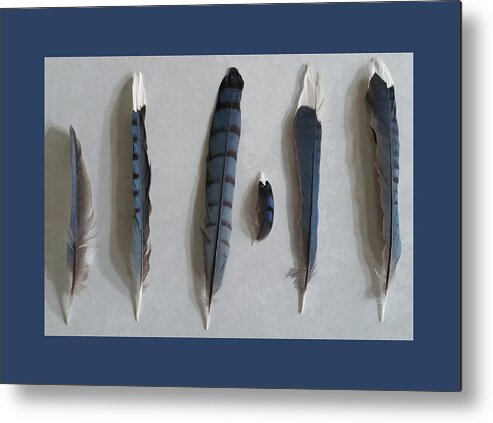 Nature Metal Print featuring the mixed media Bluejay Feather Study Framed in Blue by Judy Cuddehe
