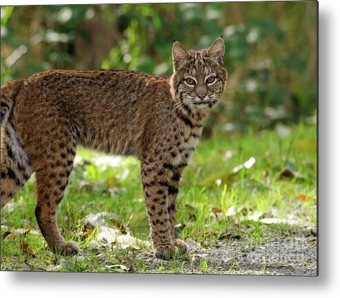 Kmaphoto Metal Print featuring the photograph Bobcat by Kristine Anderson