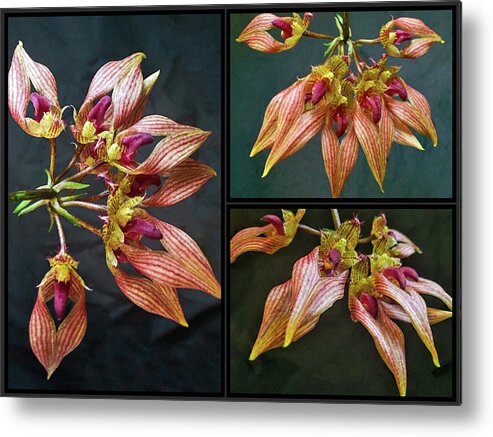 Bulbophyllum Orchid Flowers Metal Print featuring the photograph Bulbophyllum Orchid A-Dorabil 'Candy Ann' Collage by Susan Maxwell Schmidt