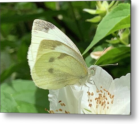 Butterfly Metal Print featuring the photograph Butterfly White Series by Catherine Wilson