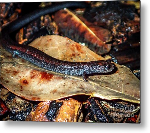 Lungless Metal Print featuring the photograph California Lungless Salamander Batrachoseps attenuatus by Shawn Jeffries