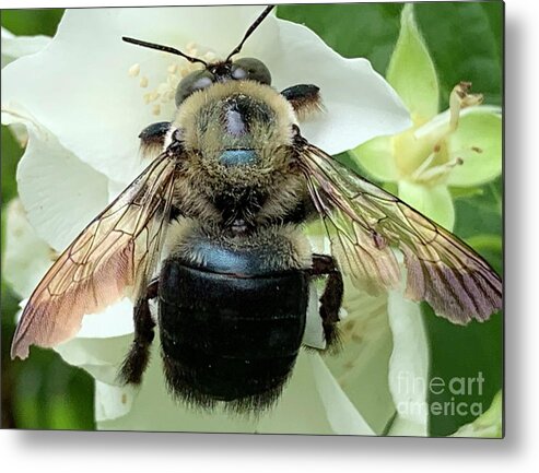 Bee Metal Print featuring the photograph Bumble Bee Landing by Catherine Wilson