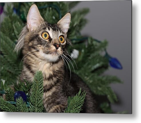 Maine Coon Metal Print featuring the photograph Cat in a Christmas Tree by Mingming Jiang