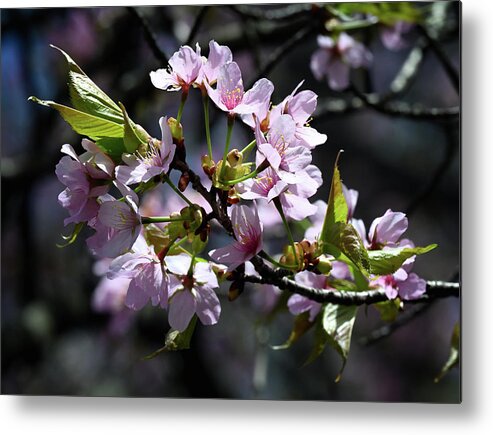 Cherry Metal Print featuring the photograph Cherry Blossom by Steven Nelson