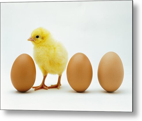 White Background Metal Print featuring the photograph Close-up Of A Chicken Standing Between Whole Eggs by Stockbyte