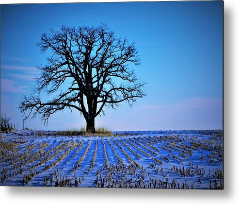 Trees Metal Print featuring the photograph Cold November Morning by Lori Frisch