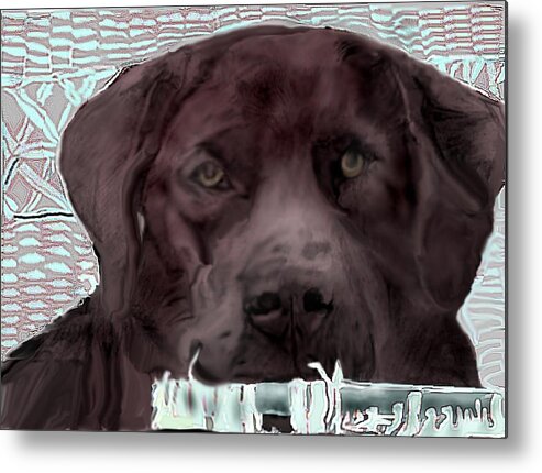 Chocolate Lab Drawing Metal Print featuring the mixed media Contemplation by Pamela Calhoun