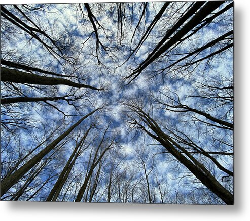 Forest Metal Print featuring the photograph Convergence of the Elders - 2 of 3 - Straight up view in forest with altocumulus clouds by Peter Herman