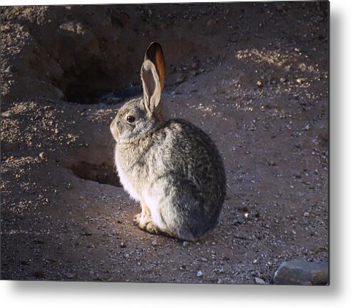Arizona Metal Print featuring the photograph Cool Bunny by Judy Kennedy