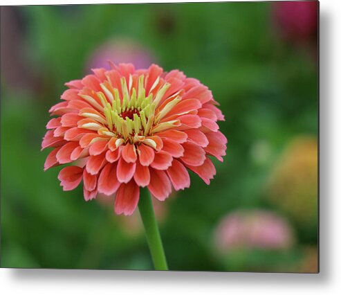 Garden Metal Print featuring the photograph Coral Crush by Mary Anne Delgado