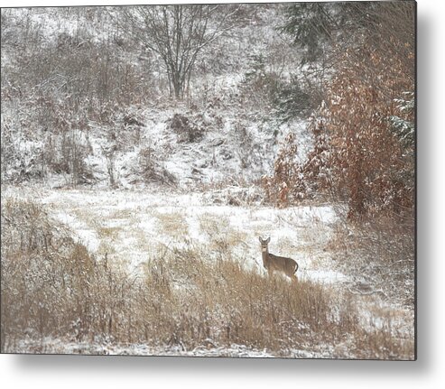 Whitetail Metal Print featuring the photograph Deer in Snow by Wade Aiken