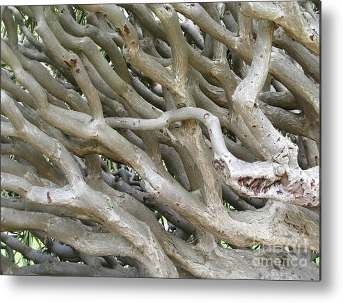 Dracaena Drace Metal Print featuring the photograph Dracaena Drace 2 by World Reflections By Sharon