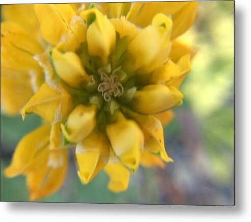 Yellow Rose Metal Print featuring the photograph Dreamy Yellow Rose by Vivian Aumond