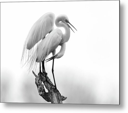 Great Egret Metal Print featuring the photograph Made for Each Other by Puttaswamy Ravishankar