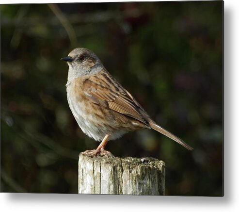 Colne Estuary Metal Print featuring the photograph Dunnock by James Lamb Photo