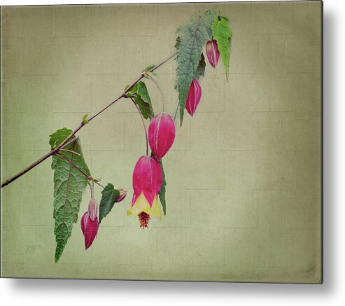 Flowers Metal Print featuring the photograph Dusky Bells 2 by Elaine Teague