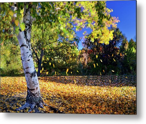 Fall Metal Print featuring the photograph Fall - leaves falling off a birch tree in morning sunlight by Peter Herman