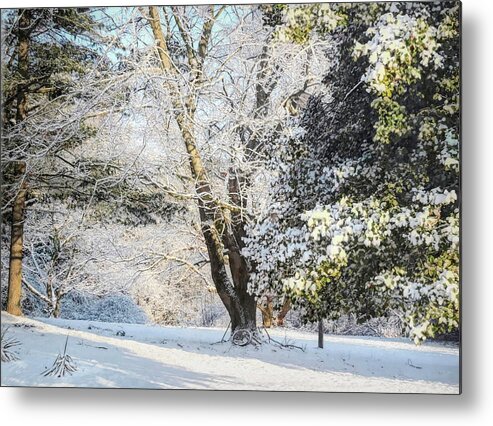 Winter Metal Print featuring the photograph February Chill by Susan Hope Finley