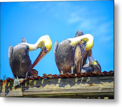 Pelicans Metal Print featuring the photograph Florida pelicans by Alison Belsan Horton