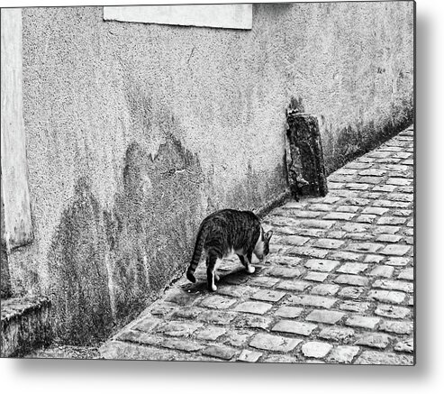 French Cats Metal Print featuring the photograph French Alley Cat by Menega Sabidussi
