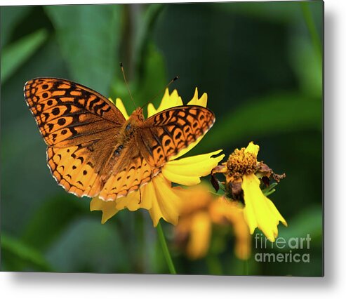 Fritillary Metal Print featuring the photograph Fritillary Butterfly on Yellow Flower by Kerri Farley