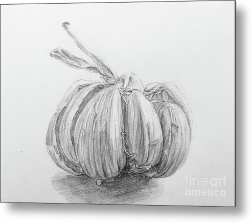 Graphite Pencil Drawing Of A Garlic Metal Print featuring the drawing Garlic Drawing by Lavender Liu