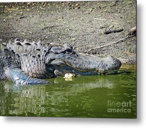 Animal Metal Print featuring the photograph Gator in the Wild by Chris Andruskiewicz