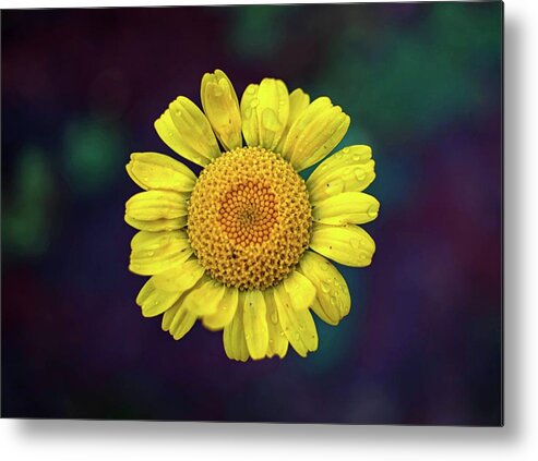 Summer Metal Print featuring the photograph Golden Marguerite by Marisa Geraghty Photography