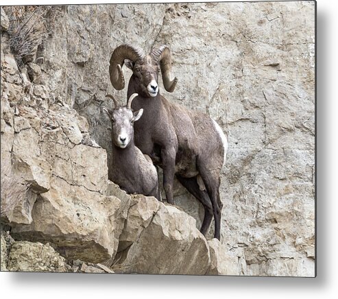 Bighorn Sheep Metal Print featuring the photograph Cliff Notes #1 by Scott Warner