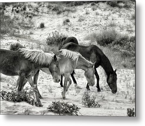 Sand Metal Print featuring the photograph Grazing by William Beuther