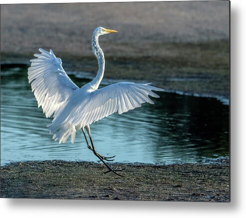 Great Egret Metal Print featuring the photograph Great Egret 2110-070621-2 by Tam Ryan
