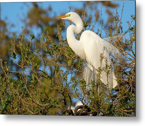 2022 Metal Print featuring the photograph Great Egret Perched in a Tree by Teresa Wilson