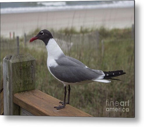Bird Metal Print featuring the photograph Handsome Seagull by Roberta Byram